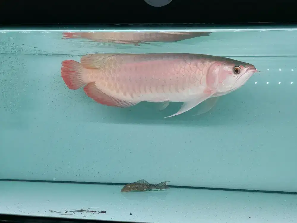 Ikan Arwana SR ITL Size 60 Cm