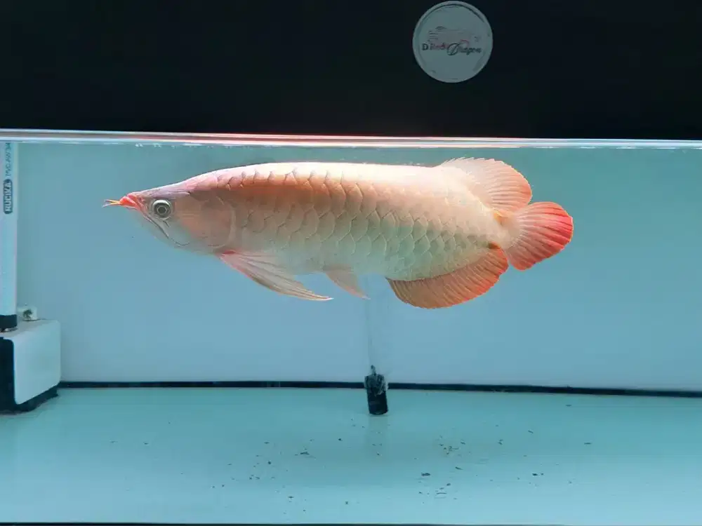 Ikan Arwana SR Sizs 50 Cm