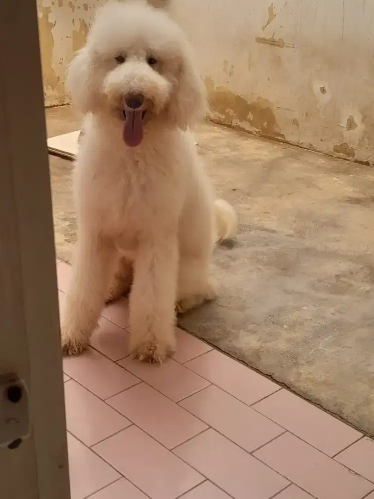 Anjing giant poodle