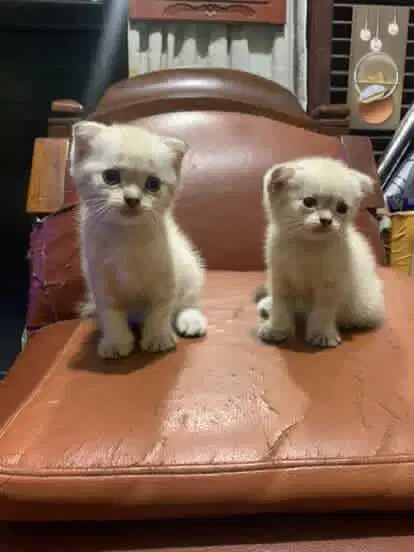 Scottish Fold British Shorthair Sealpoint