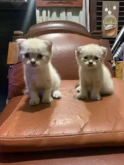 Scottish Fold British Shorthair Sealpoint