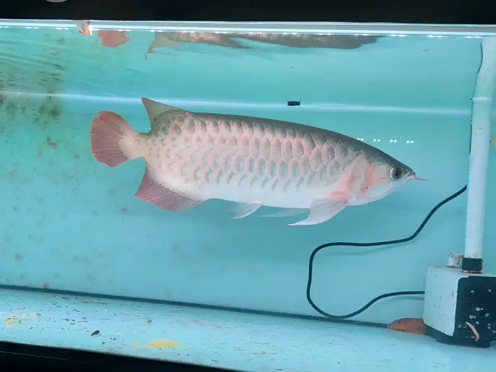 Ikan Arwana SR ITL 55 Cm