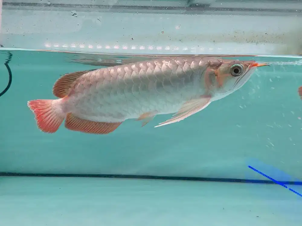 Ikan Arwana SR Size 26 Cm
