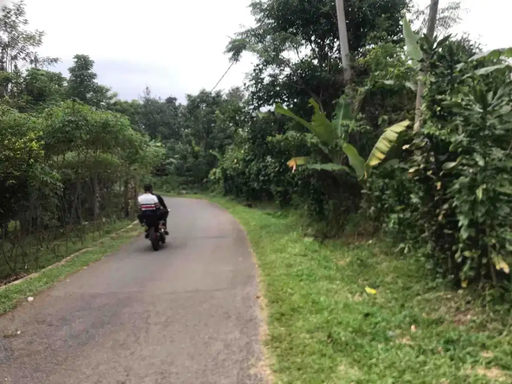 Di Jual Kebun Manggis Produktif,Pinggir Jln Utama
