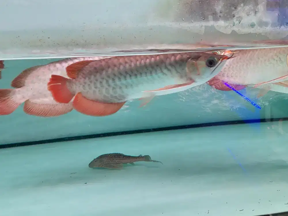 Ikan arwana SR Size 25 Cm