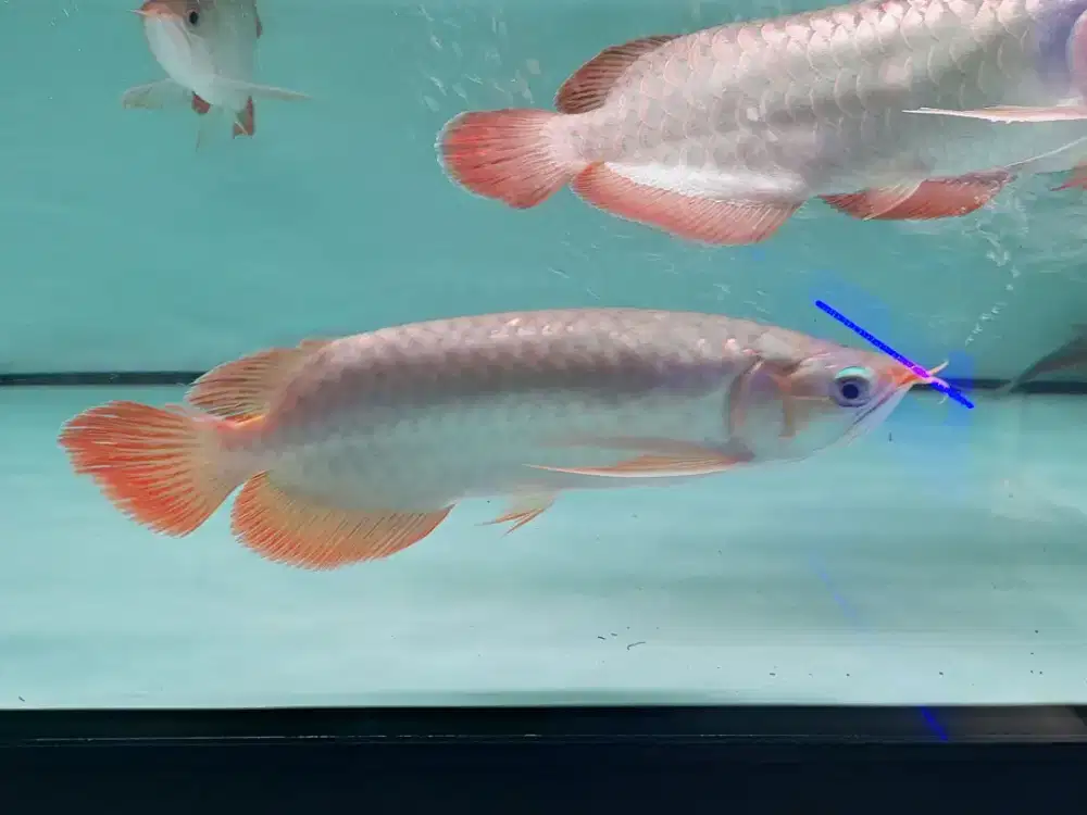 Ikan Arwana SR Size 24 Cm