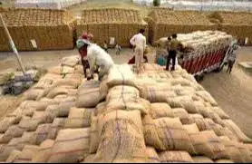 Staff Lapangan Gudang Ekspor Hasil Bumi