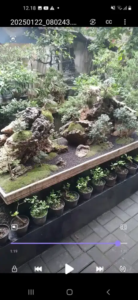 Bonsai panorama