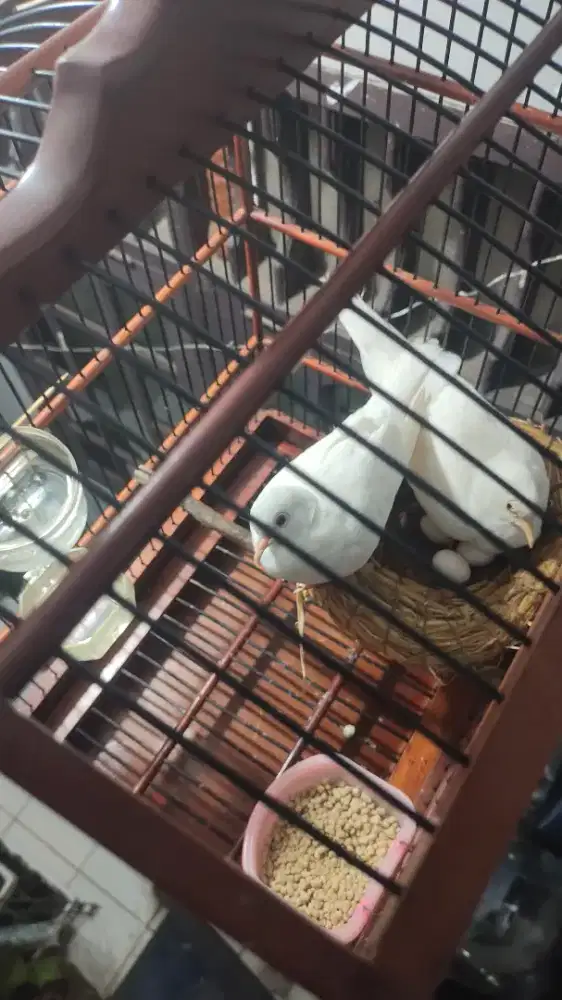 Puter putih mata merah