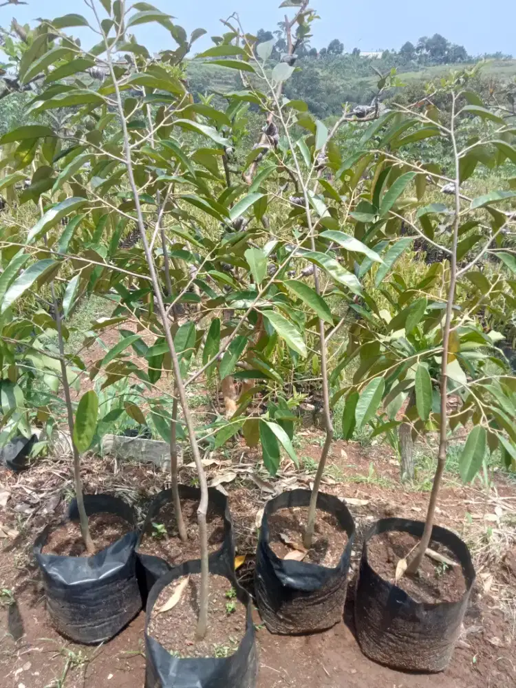 Bibit durian oche, musangking