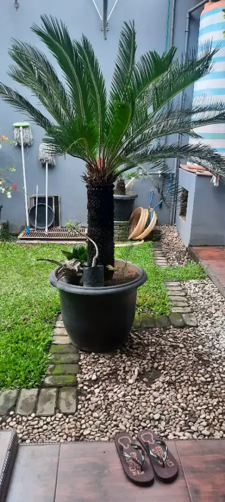 Pohon sikas haji nego