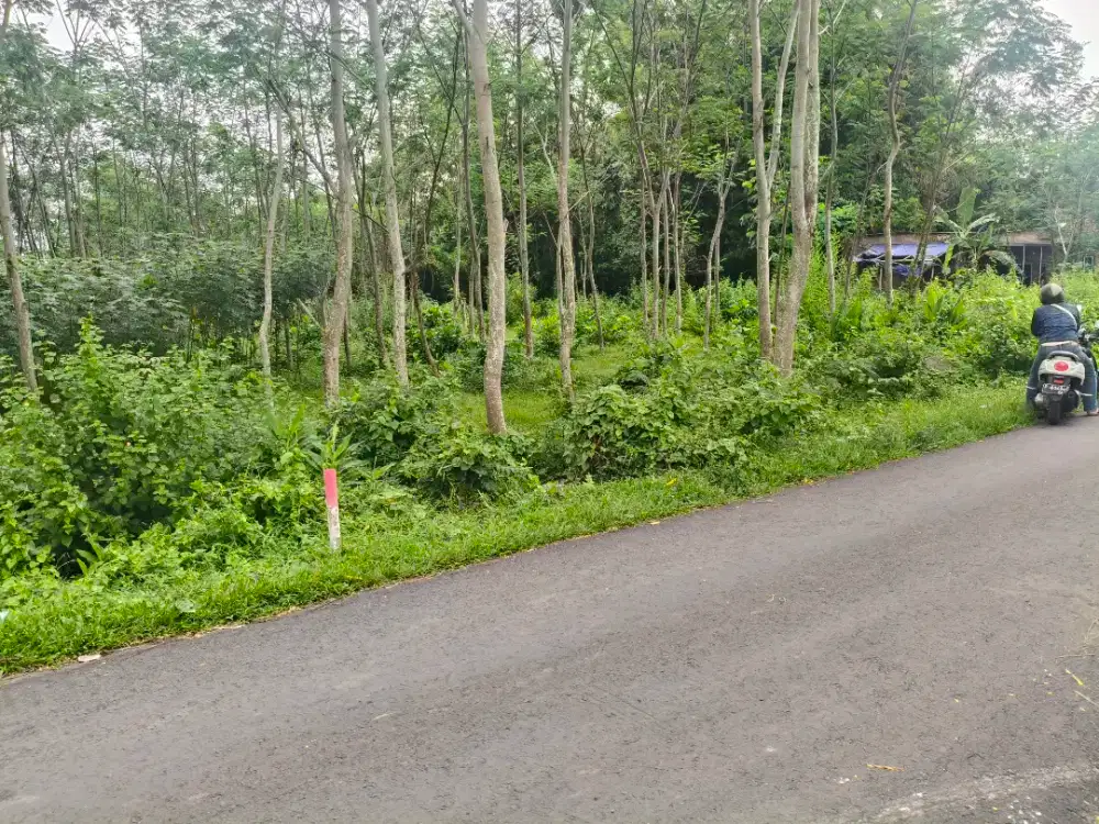 Kebun Pinggir Jalan Aspal Padat Penduduk