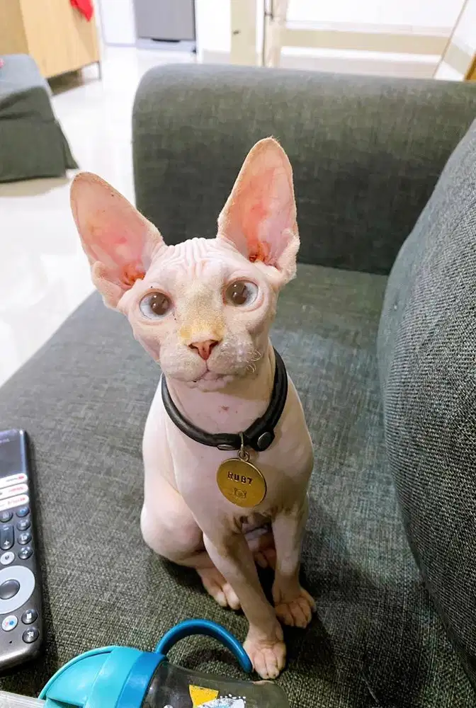 Sphynx betina 1 tahun