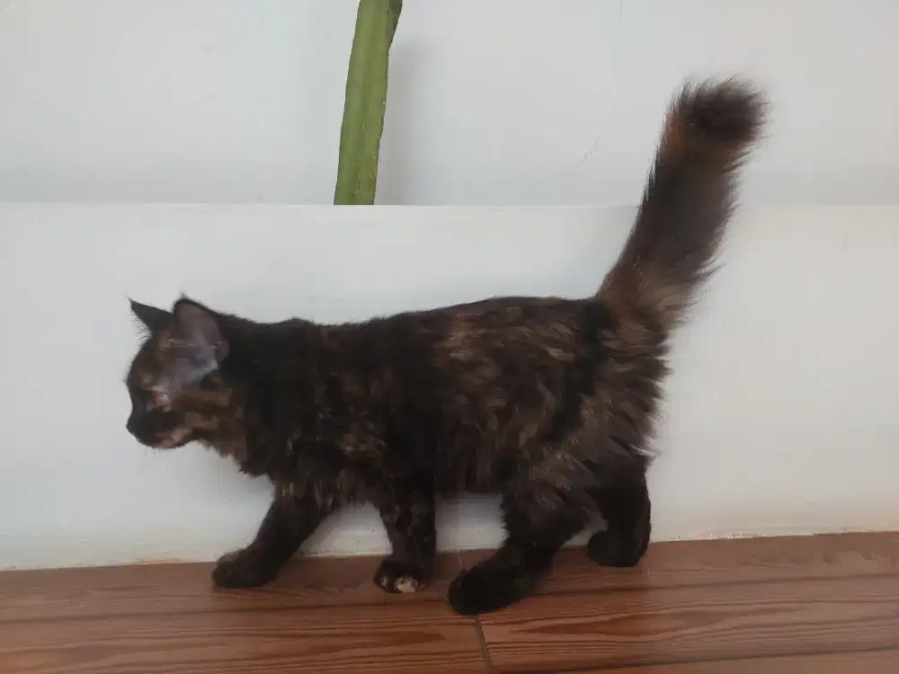 Adopsi kucing persia