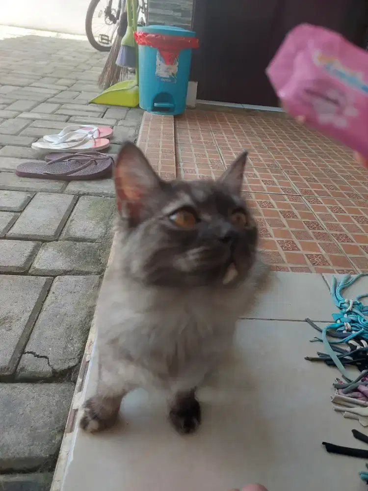 Adopsi kucing persia