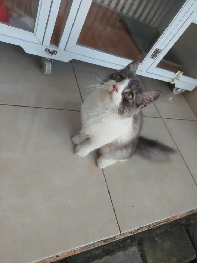 Adopsi kucing persia