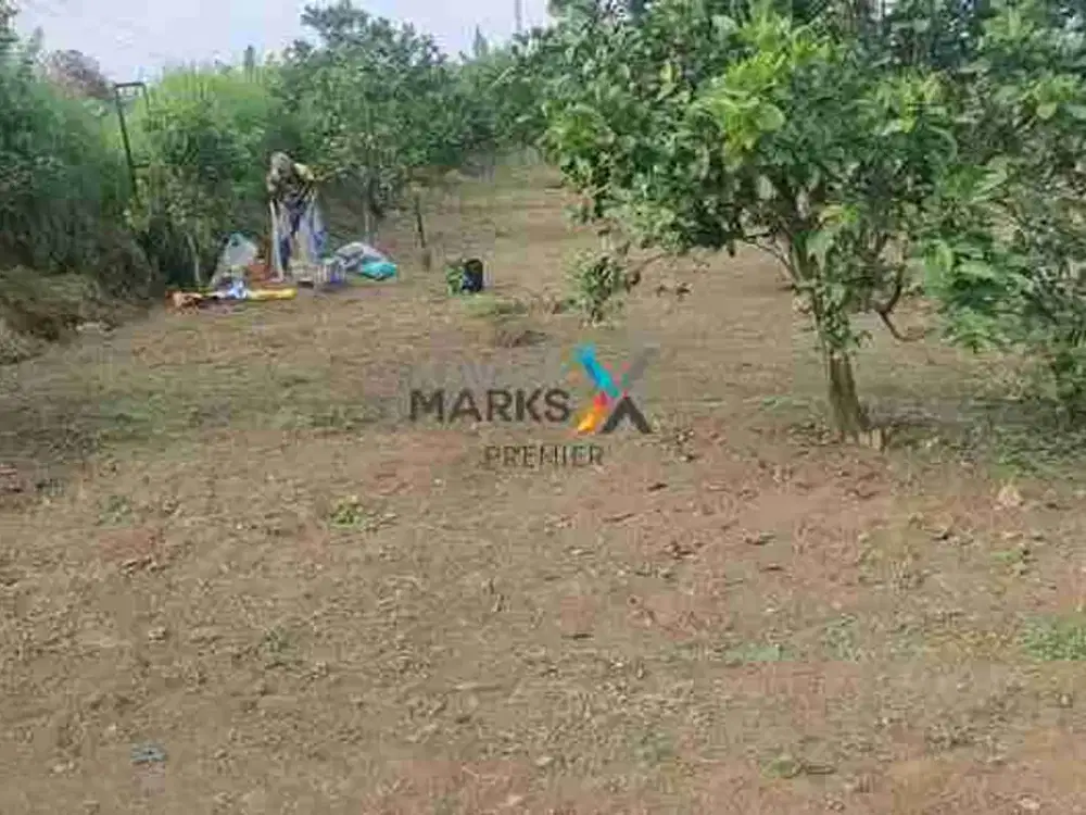 Dijual Murah Tanah Kebun Jeruk Produktif Akses Mudah Strategis Di Tawangargo Karangploso Malang