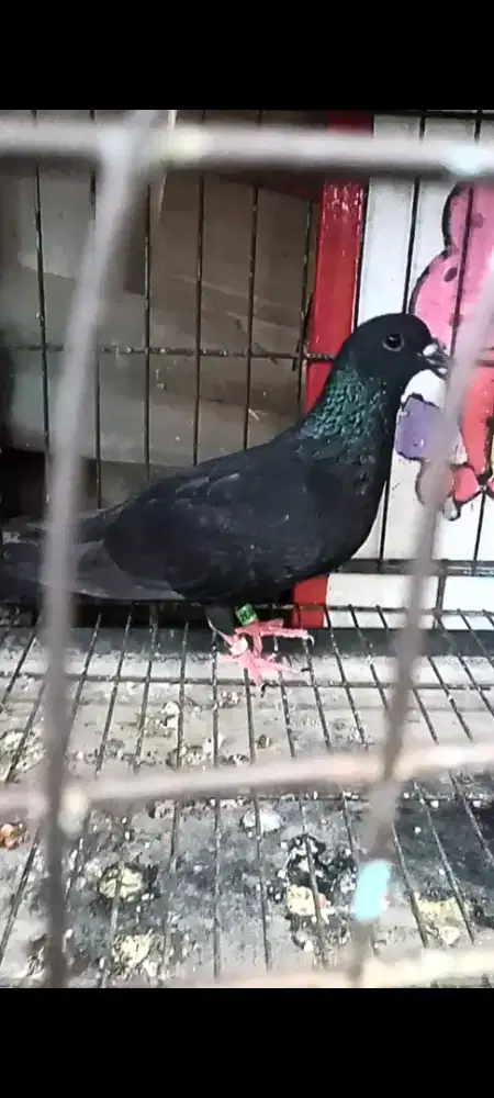 Merpati Betina Trah YAP