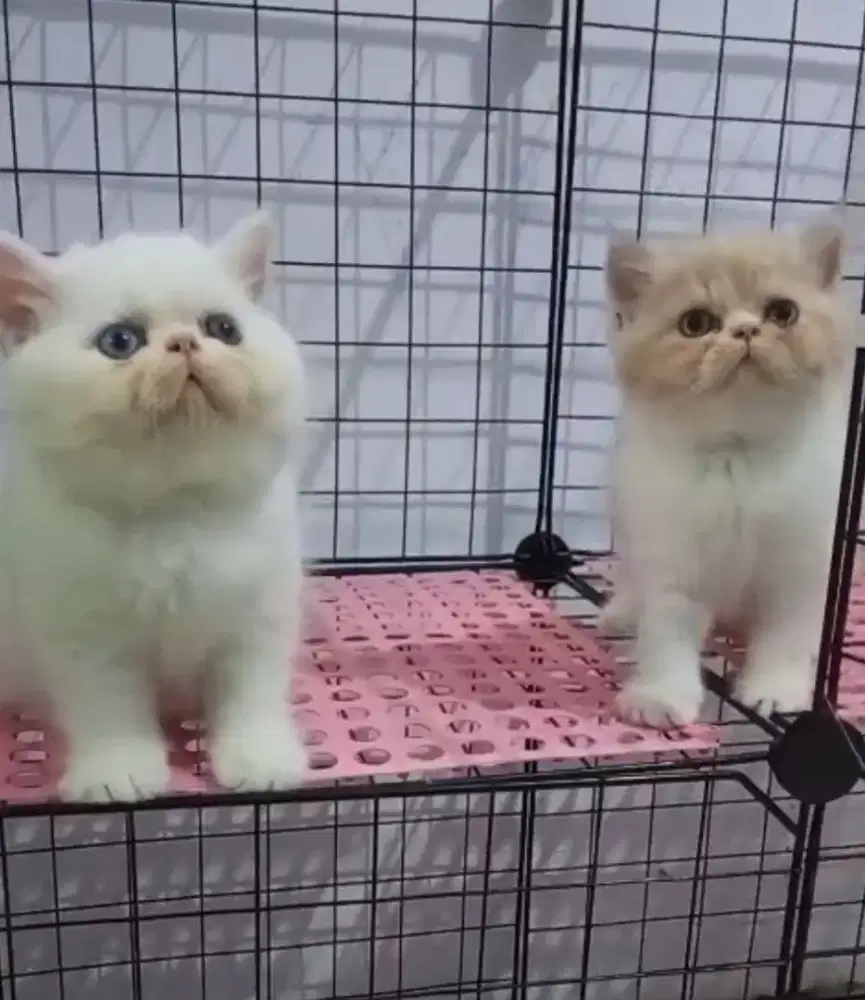 KITTEN EXO PEAK odd eyes BULEEET