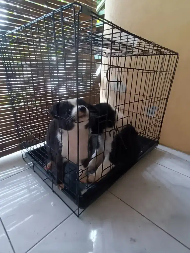 jual 2 anjing bonus kandang