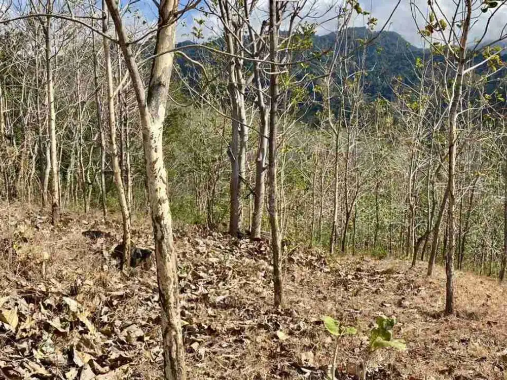 Dijual Tanah 225 Are Gerokgak Buleleng Singaraja Bali Dekat Seririt Busungbiu
Pupuan