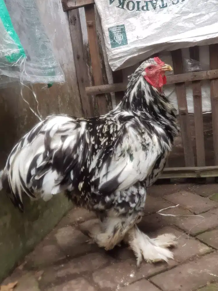 Ayam Brahma Gold Leced