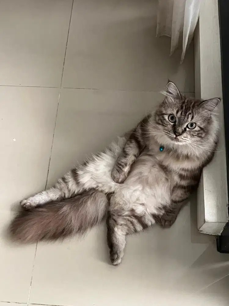 Kucing persia medium jantan