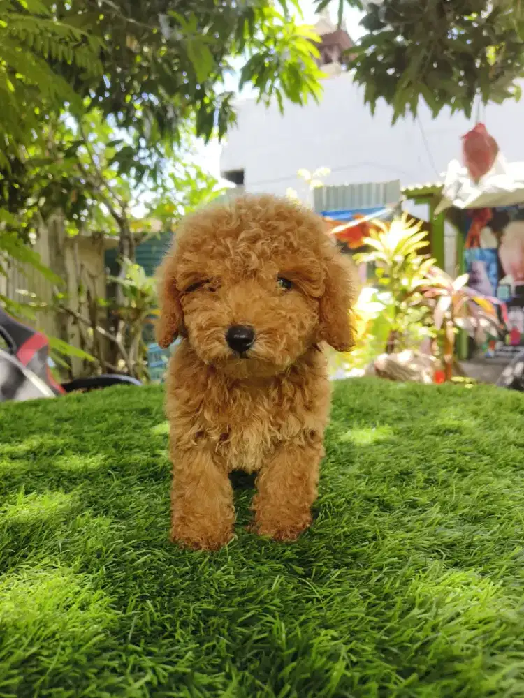 Toy poodle jantan betina UMR 2bln sudah vaksin lagi 6 ekor