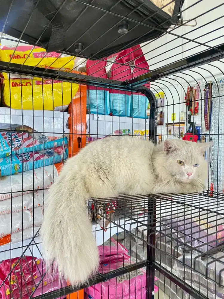 Grooming panggilan seluruh area Bali