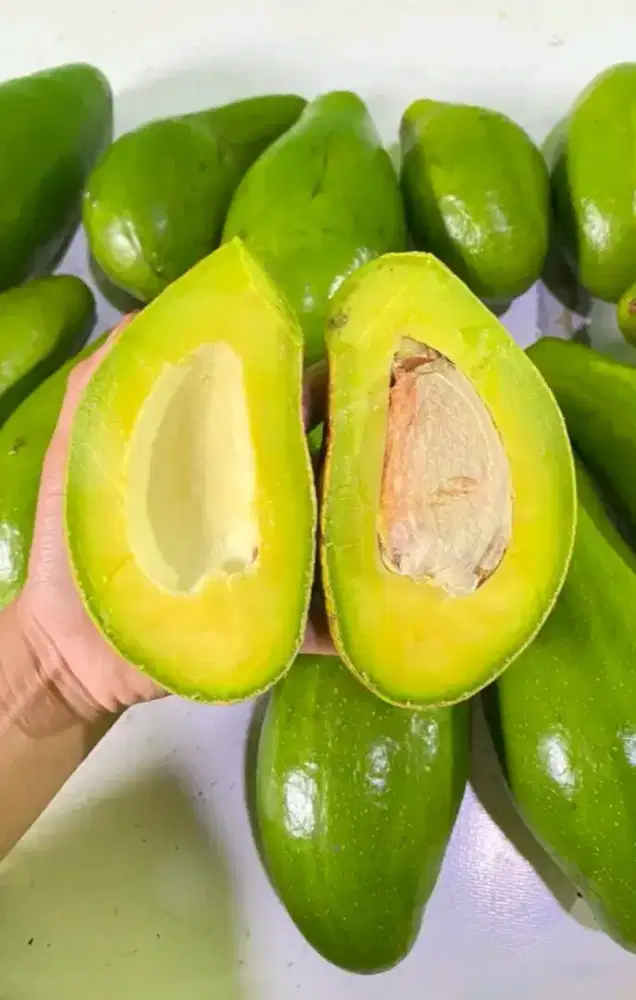 Alpukat Mentega Siger Medan, Jual Partaian pengiriman dari Medan