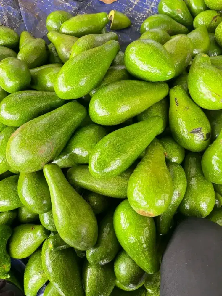 Alpukat Siger Medan ( Grade A), Jual Partaian pengiriman dari Medan