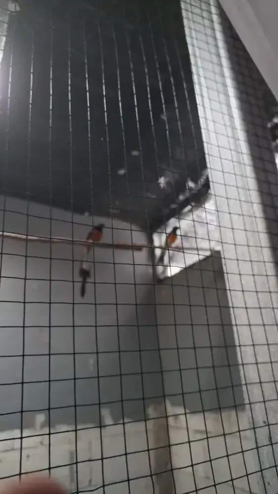 MURAI MEDAN  ada 2 psg