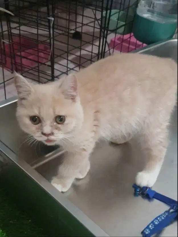 Kucing Kitten jantan bsh cream-putih 6 bulan