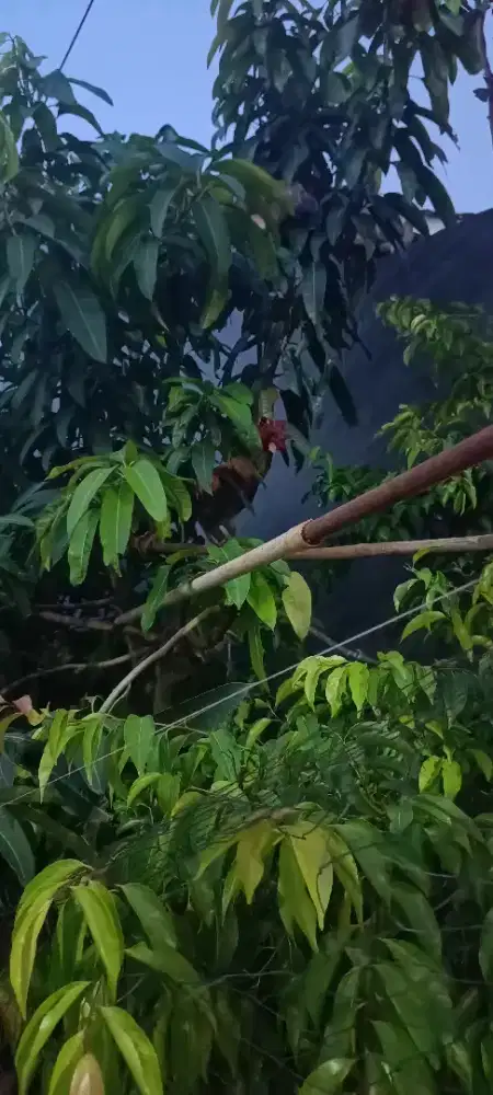 Jual ayam hutan jantan