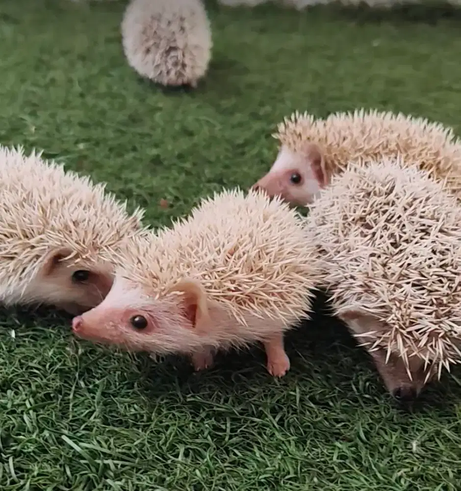 anakan landak mini lucu