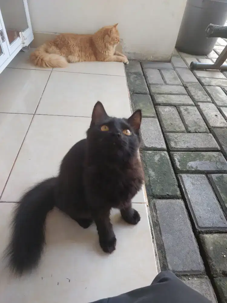 Adopsi kucing persia