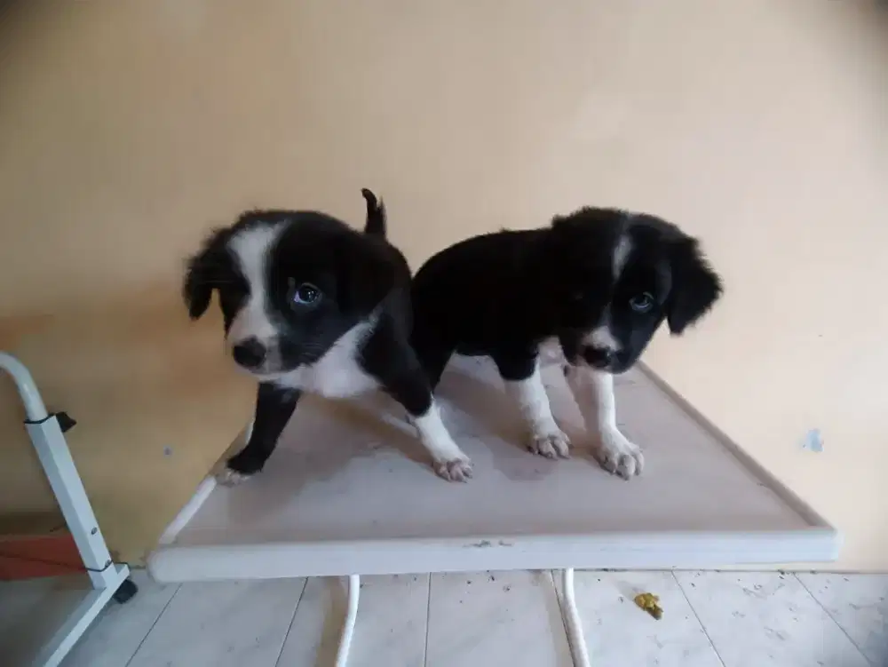 anjing jantan dan betina usia 2 bulan jogja