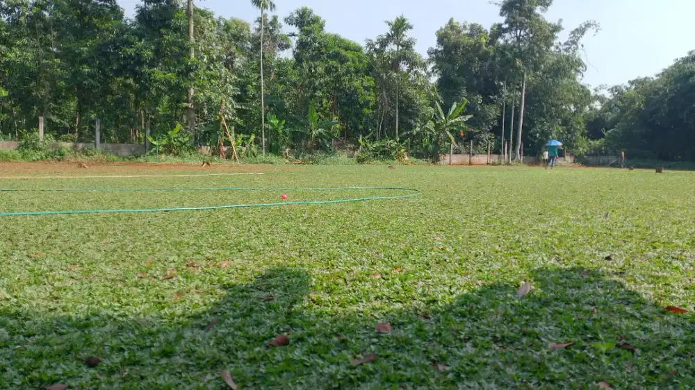 Trima pasang rumput/jual rumput