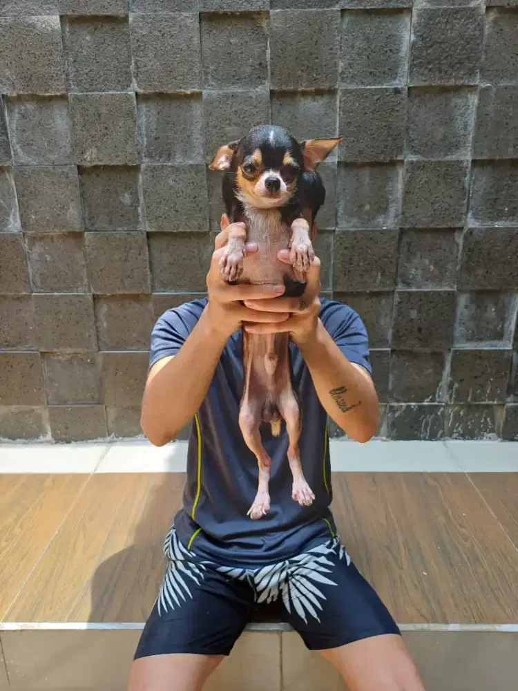 anjing chihuahua