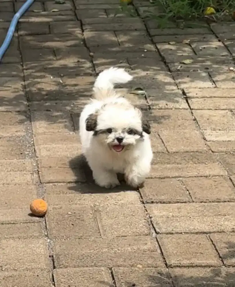 Shitsu shihtzu Shih Tzu