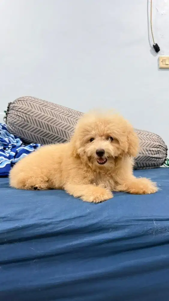 Toy Poodle Dob Juni ‘25 Apricot Lincah dan Aktif