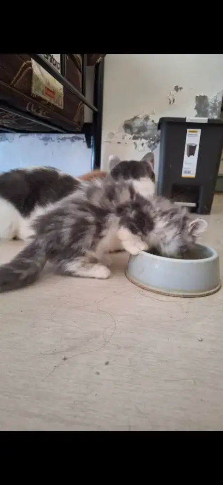 Kitten munchkin rh top std dan ns jantan semua 3 bulan