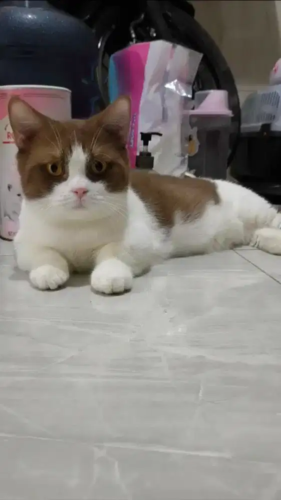 JASA PACAK BSH Bicolor cinnamon import PED Vietnam