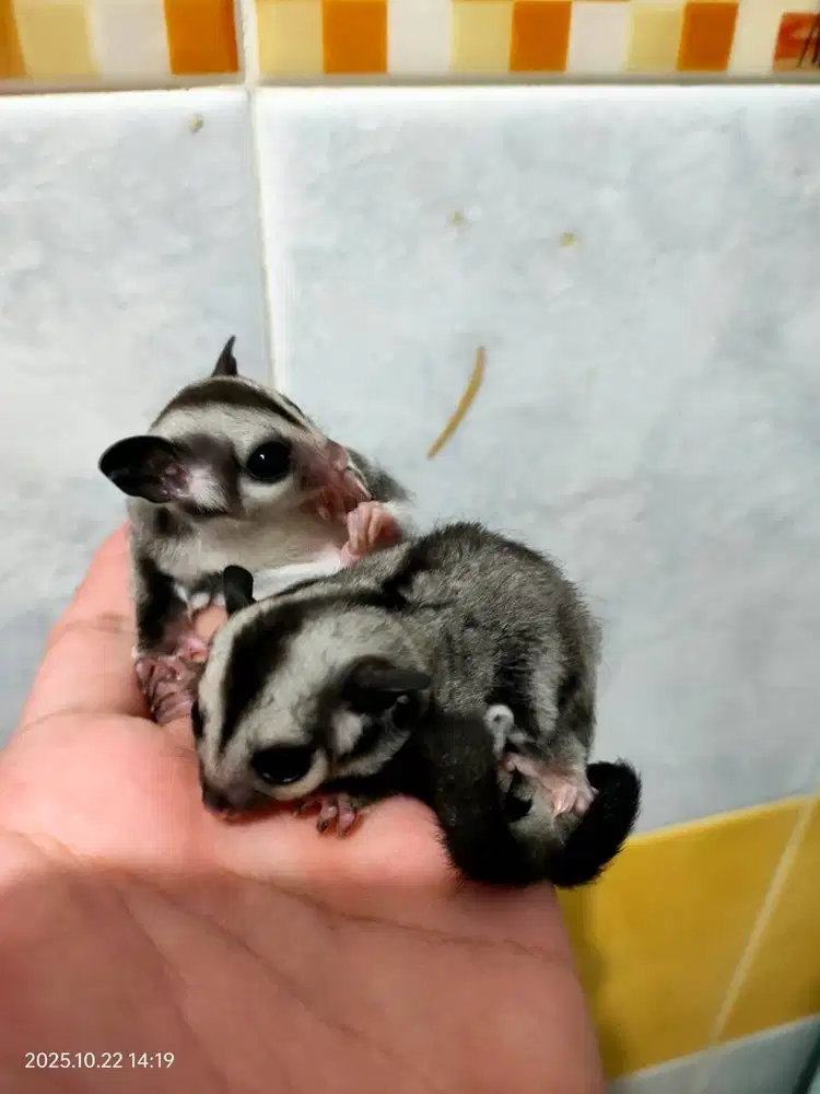 Sugar Glider Classic Grey Jinak