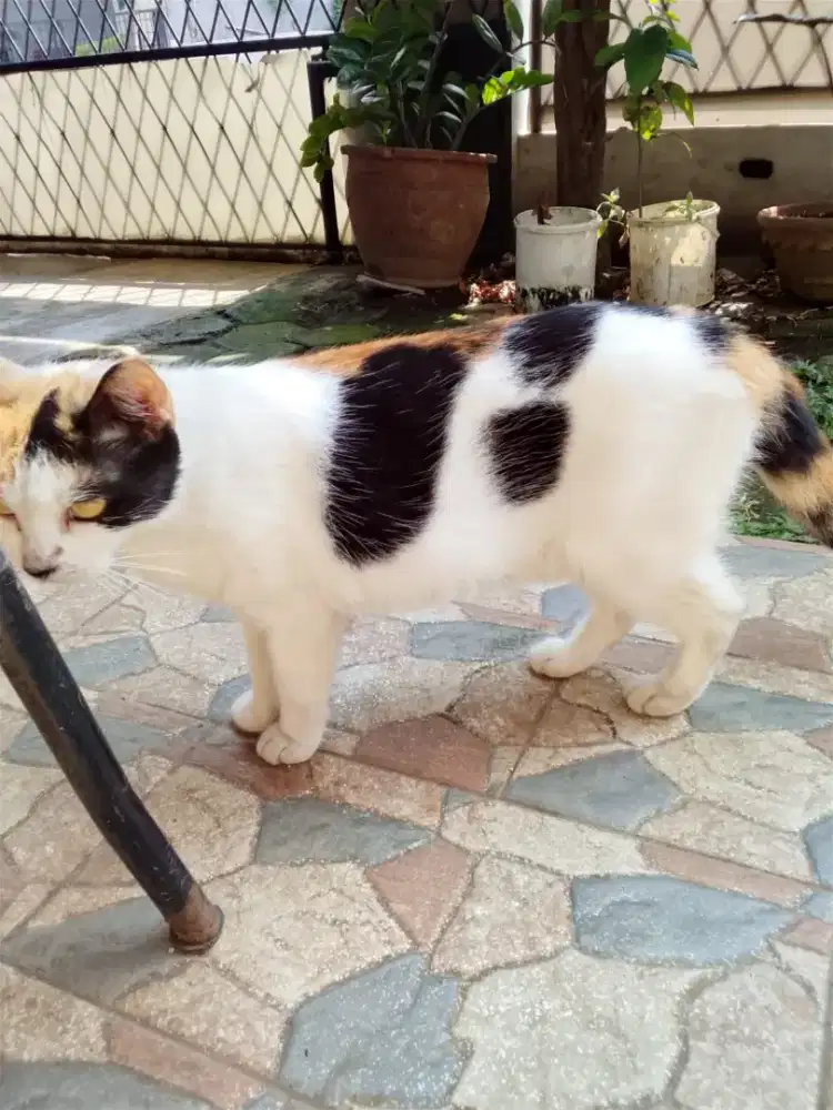 KUCING BETINA MIXDOME ADULT