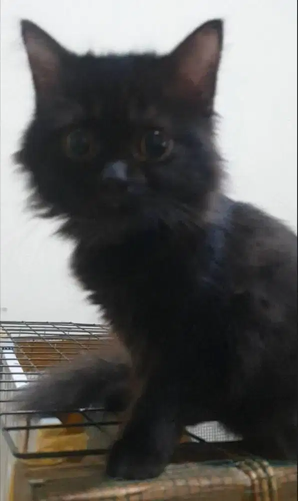 Kucing kitten jantan 6 bln warna item bias abu.