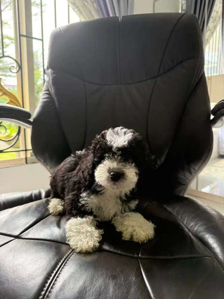 Anak anjing poddle usia 7bulan (male)