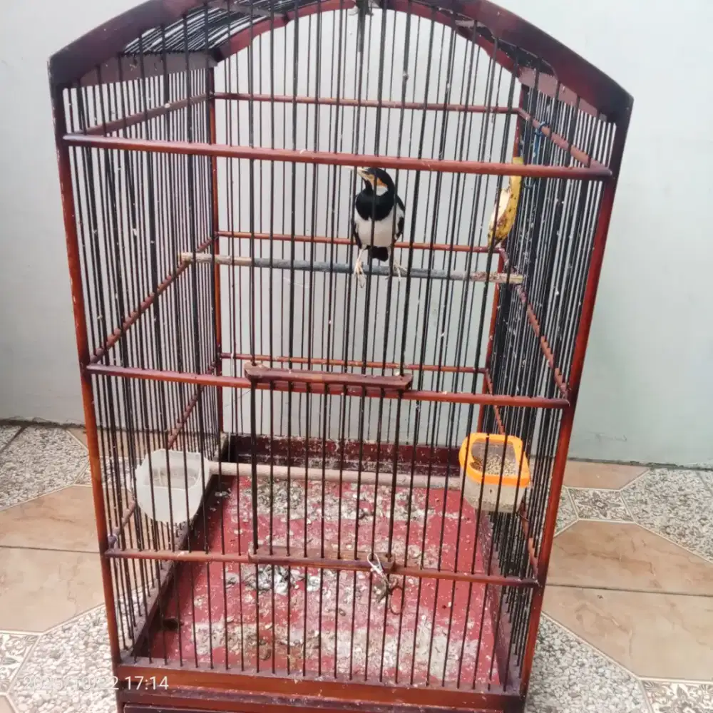 Jalak suren full set