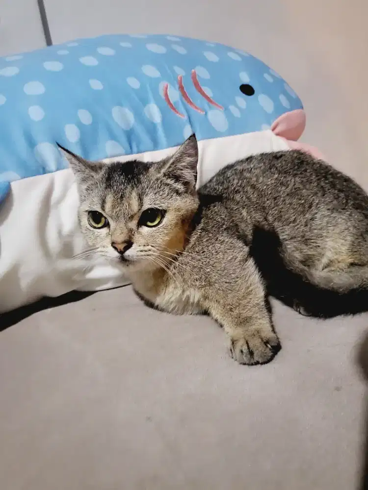 Kucing Kitten Munchkin BSH