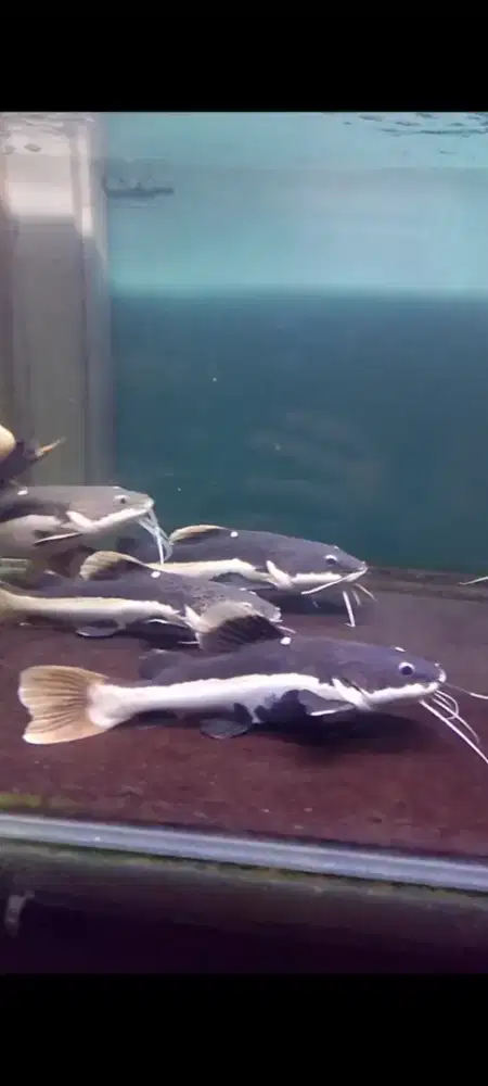 Ikan hias RTC red tail catfish tankamate ikan arwana dan predator